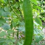 Higarden Brazilian beans, knife bean seeds, vegetable seeds ornamental-10 particles Seeds
